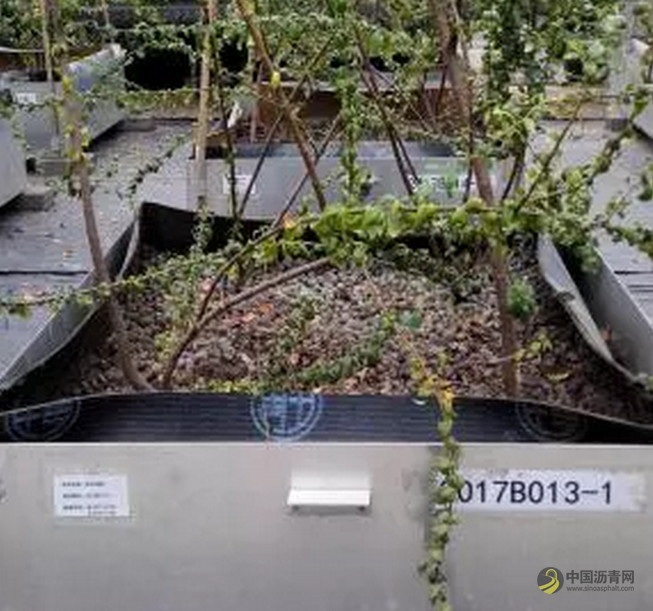 SBS耐根穿刺防水卷材顺利通过北京市园林科学研究院耐根穿刺性能检测 沥青网，sinoasphalt.com