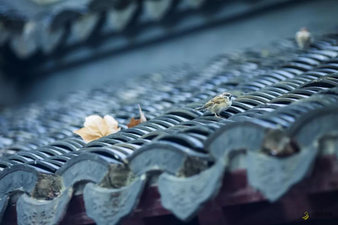 浅谈沥青瓦 沥青网，sinoasphalt.com