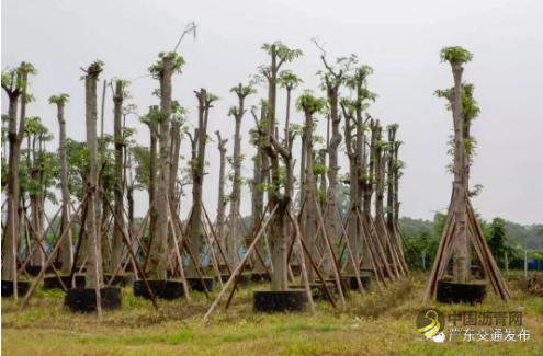 [广东]开阳高速改扩建工程最新建设情况 沥青网，sinoasphalt.com